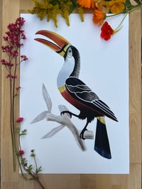 Image 1 of Tucan 