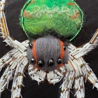 Image 2 of Peacock spider (6 inches) 