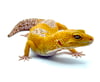 Sunglow (Tremper)  B2-13 