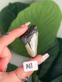 Image 14 of SMALL MEGALODON TEETH -SOUTH CAROLINA- CHOOSE YOUR OWN LOT 1