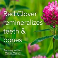 Image 3 of Red Clover Herbal Extract 