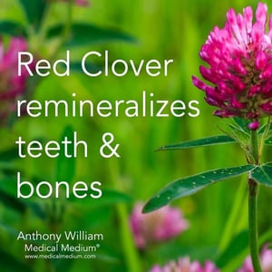 Image of Red Clover Herbal Extract 