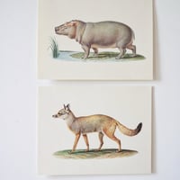 Image 7 of Planches De Bestiaire Du Muséum D'histoire Naturelle -