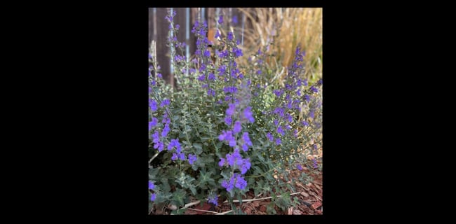 Catmint Silver Ring Pendant.
