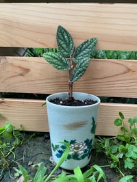 Image 1 of Polynesian Ivy in Small Peacock Cup