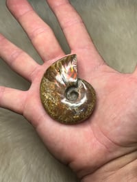 Image 11 of Large Opalized Ammonite Shell Fossil #2415