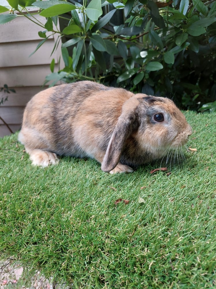 Image of Wendy (F)