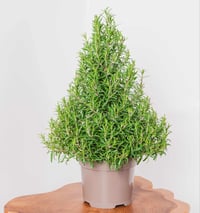 Rosemary Christmas Tree 0.6m