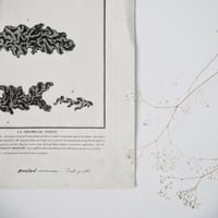 Image 3 of Planche De Botanique Tremelle verte & Campanule