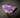 Amethyst cluster 