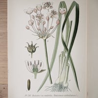Image 2 of Planche De Botanique Coloree.