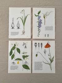 Image 10 of Illustrations botaniques (x4)
