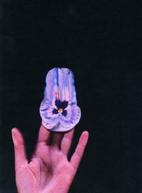 Image 3 of PANSY 