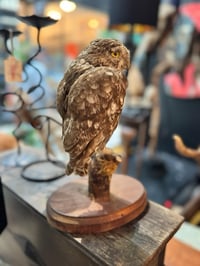 Image 3 of Vintage Taxidermy little owl 