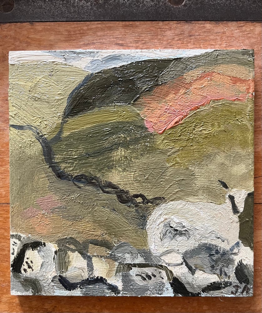 Image of Curious sheep 