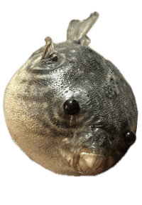 Image 2 of Taxidermy Pufferfish