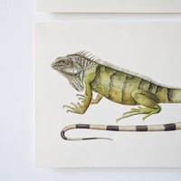 Image 6 of Planches De Bestiaire Du Muséum D'histoire Naturelle _