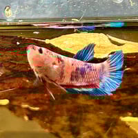 Image of Multicolour Betta Male HMPK