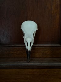 Image 3 of carrion crow 