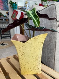 Image 2 of African Mask Plant in Yellow Speckled Vase