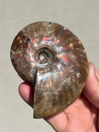 Image 3 of Purple Iridescent Ammonite Shell Fossil | Madagascar #3063