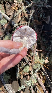 Image 2 of Red cap mushroom velvet 