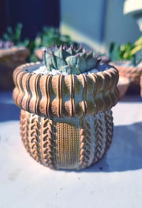 Image 1 of TeraPullover Medium Echeveria agavoid(με παχύφυτο)