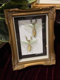 Image 2 of PRAYING MANTIS DUO