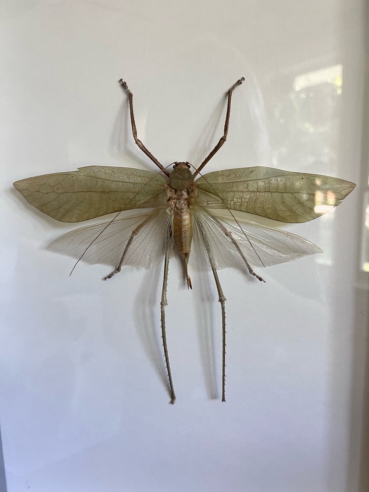 Image of Largest Grasshopper in the World