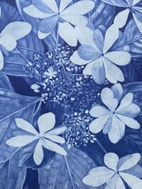 Image 3 of Hortensia From Shibuya