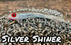 Silver Shiner -  WP164