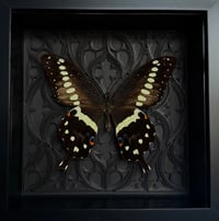 Image 1 of 5. Papilio Lormieri | Gothic tracery