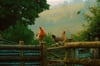 Farm Chickens 