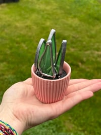 Image 1 of Mini spike plant