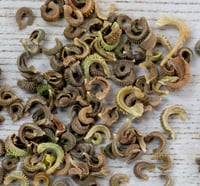Image 1 of Calendula Seeds