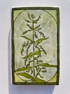 Nettle 