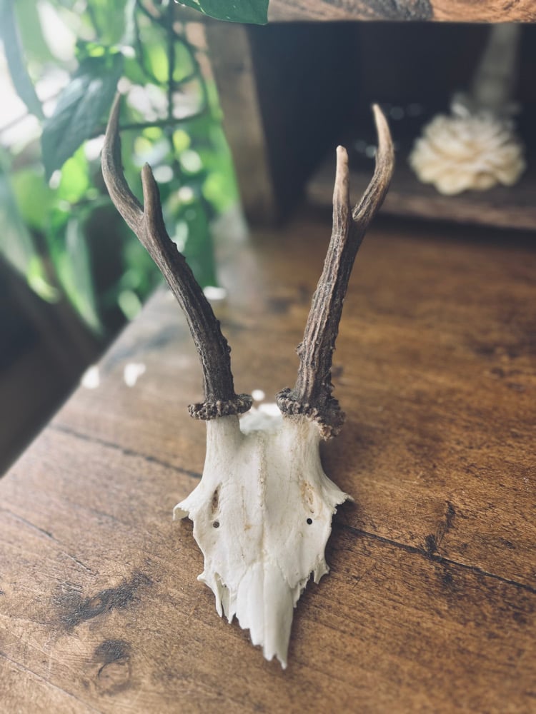 Image of Vintage Roebuck Antlers #3