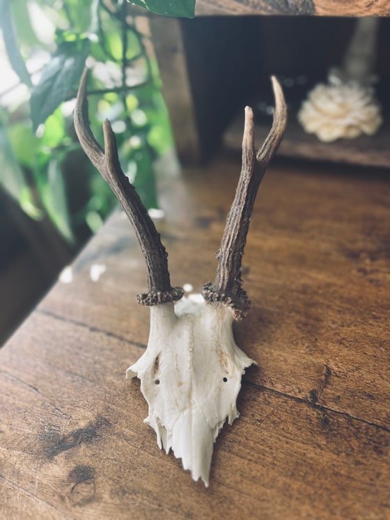 Image of Vintage Roebuck Antlers #3