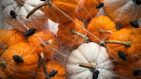 Image 4 of Spun Cotton Spiders (set of 12)