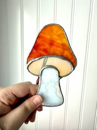 Image 4 of Opaque Mushrooms