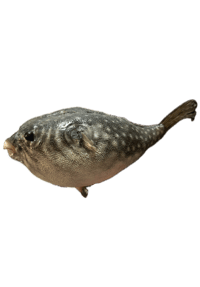 Image 3 of Taxidermy Pufferfish