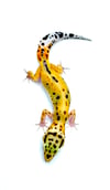 White & Yellow Clown (H- 16)