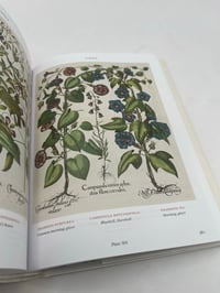 Image 4 of Basilius Besler. Florilegium. The Book of Plants