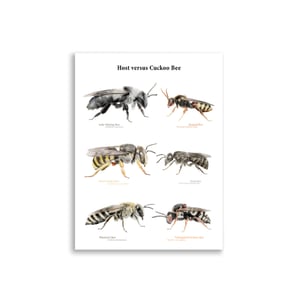 Host versus Cuckoo Bee print