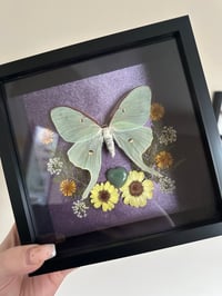 Image 2 of Luna Moth Frame