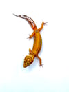 High Contrast Tangerine (Tremper) (2)