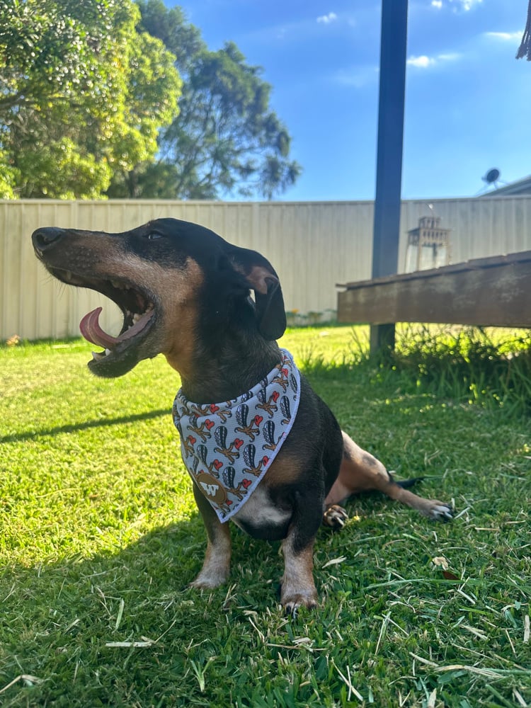 Image of Wedgies Pooch Bandana