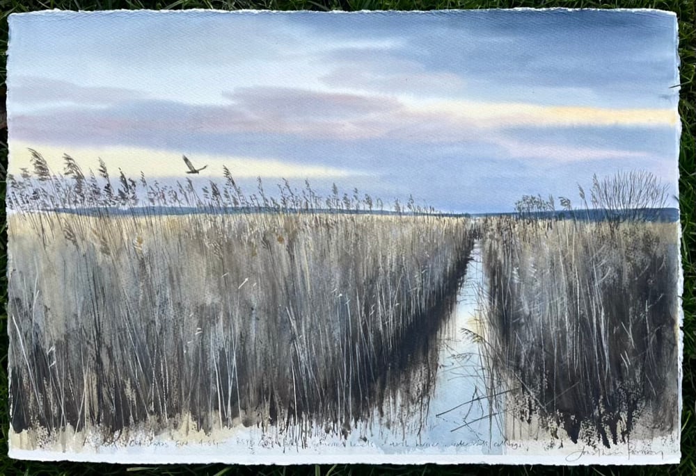 Image of Marsh harrier at RSPB Greylake, Christmas Eve