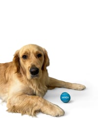 Image 4 of Personalized Tennis Ball Toy - Blue