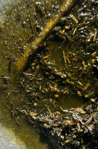 Image 3 of GARDEN OF WASILAAH | Anti-Inflammatory Clarifying Concentrate